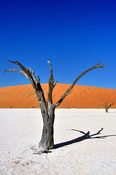 Deadvlei, Sossusvlei. Намібія — стокове фото