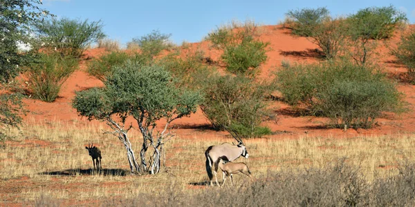 Гемсбок (Oryx gazella) ) — стоковое фото