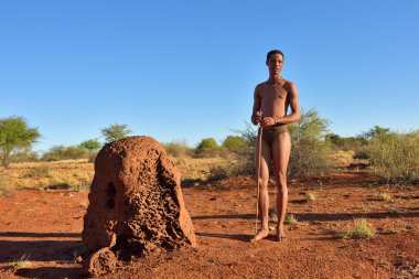 Buşman avcı, kalahari Çölü, Namibya