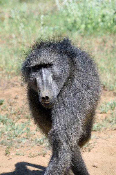 Baboon portrait, Namibia — Stock Photo, Image