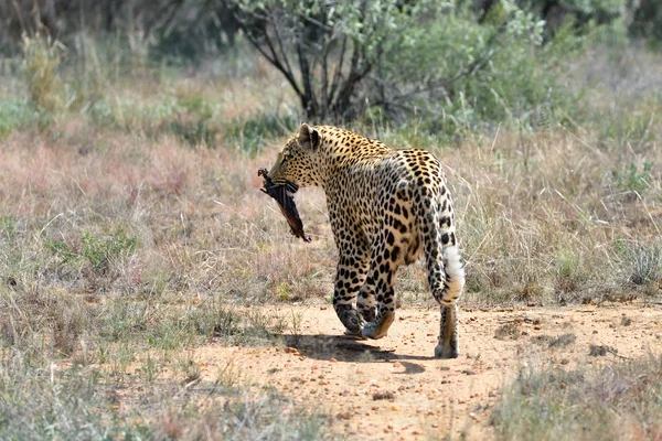 Leopardo selvagem, Namíbia, África — Fotografia de Stock