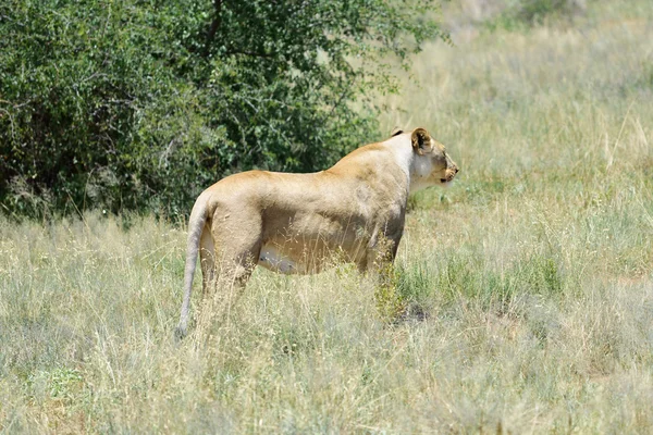 Dişi aslan, Namibya, Afrika — Stok fotoğraf