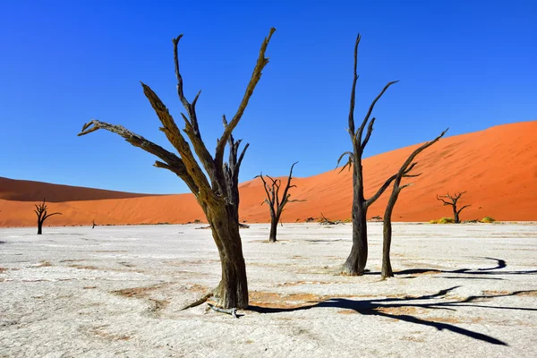 Deadvlei, Σοσουσβλάι. Ναμίμπια — Φωτογραφία Αρχείου