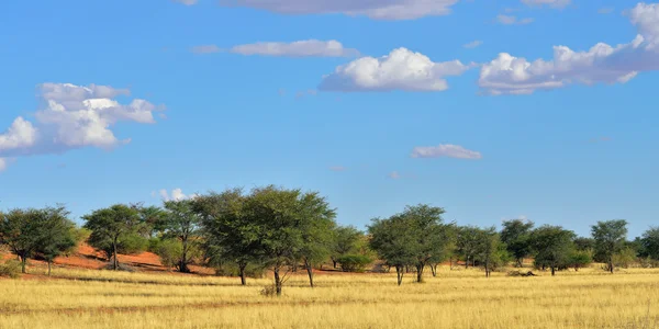 Le désert du Kalahari, Namibie — Photo