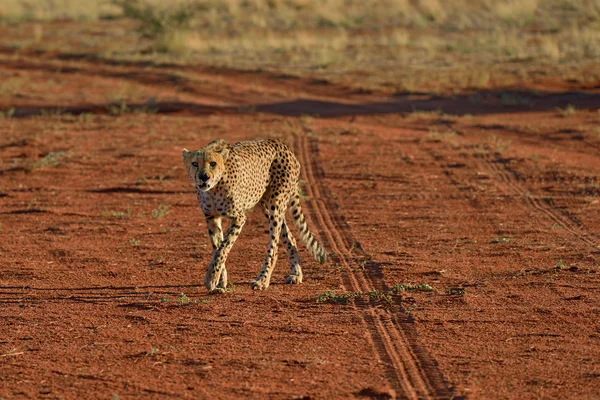 Afrika. Namibya. Çita — Stok fotoğraf