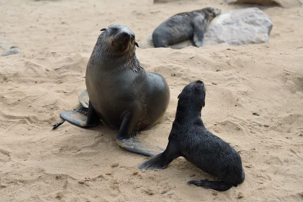 Cape fur seals, Skeleton Coast, Namibia — Stock Photo, Image