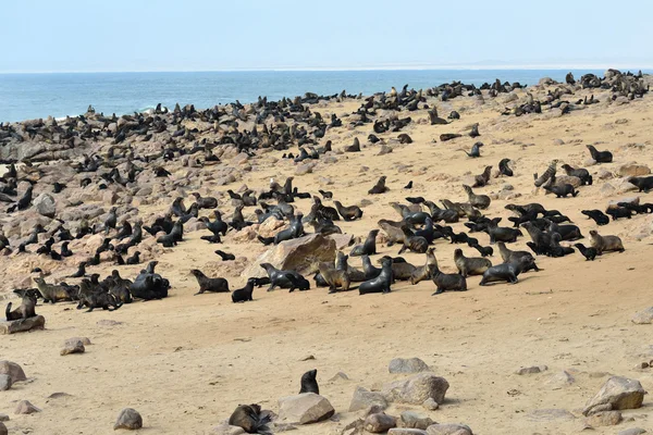 Foche del Capo, Namibia — Foto Stock