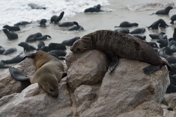 Focas del Cabo, Namibia — Foto de Stock