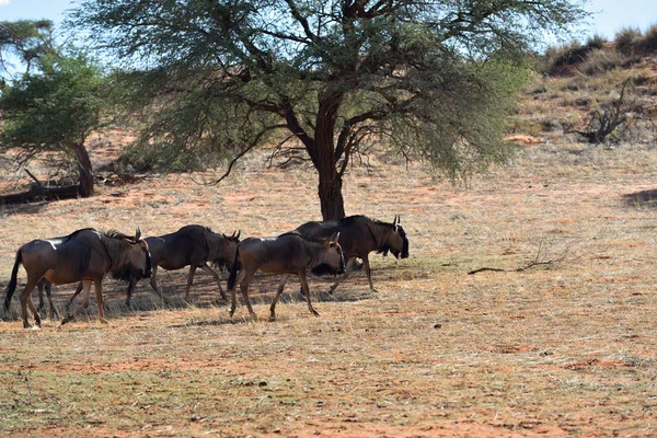 Blue wildebeest antiloper — Stockfoto