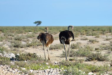 Devekuşu etkin, Namibia
