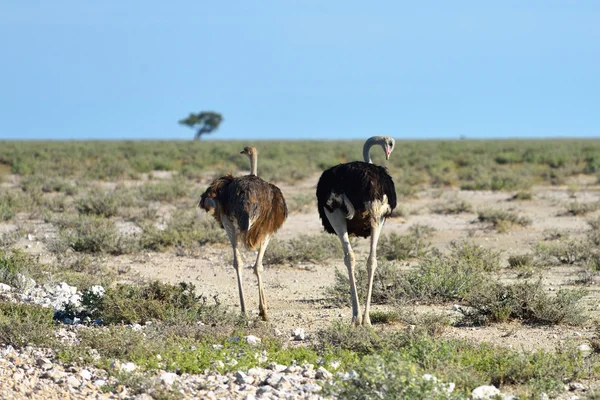 Struts i Etosha, Namibia — Stockfoto