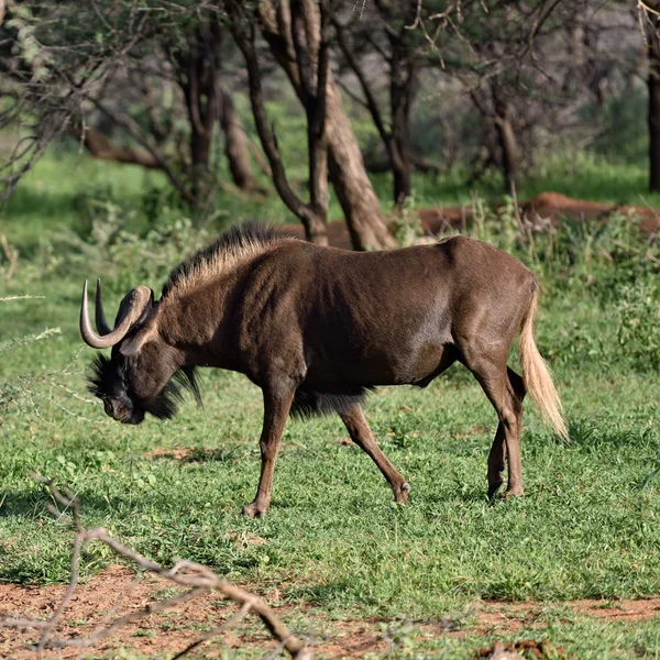 Μαύρο γκνου. Άγρια ζώα στην Αφρική, Ναμίμπια — Φωτογραφία Αρχείου