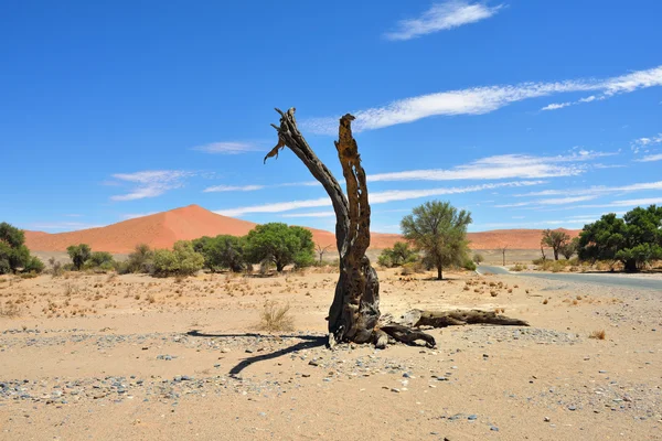 Namib-Naukluft Milli Parkı, Namibya, Afrika. — Stok fotoğraf