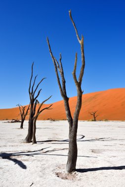 Deadvlei, Sossusvlei. Namibya