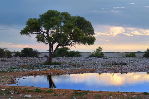 Namíbia, África, savana à noite — Fotografia de Stock