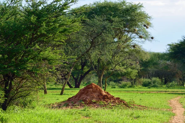 Namibia, Termitenhügel — Stockfoto