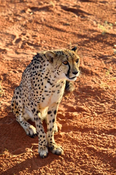 África. Namíbia. Cheetah... — Fotografia de Stock