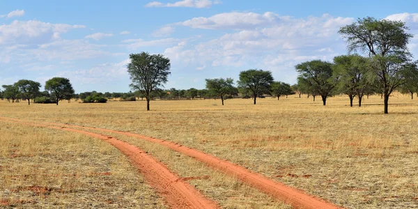 Die Kalahari-Wüste, namibia — Stockfoto