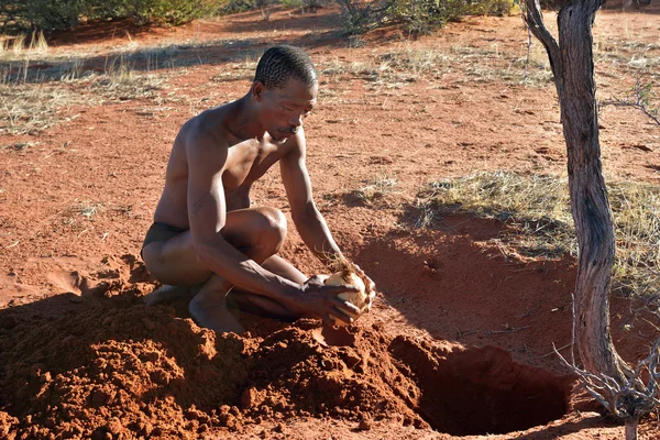 Cazador de bosquimanos en el desierto de Kalahari, Namibia — Foto de Stock