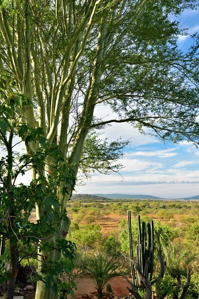 나미비아 풍경, 아프리카 — 스톡 사진