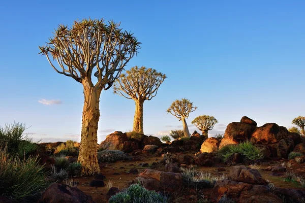 Сагайдак дерева лісу Намібії — стокове фото