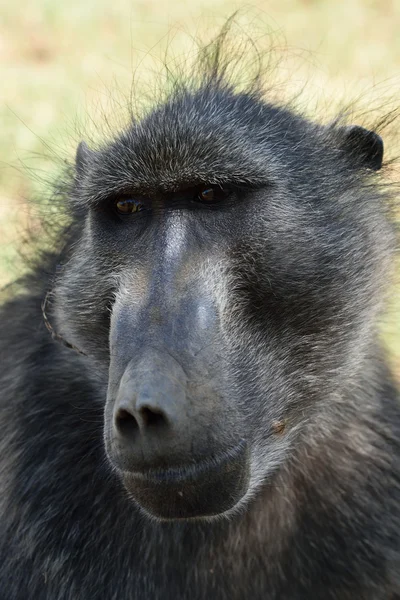 Retrato de macaco babuíno — Fotografia de Stock