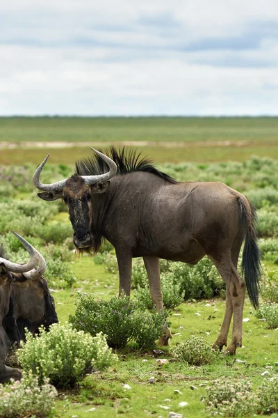 Blue wildebeest antilopy, Afrika — Stock fotografie