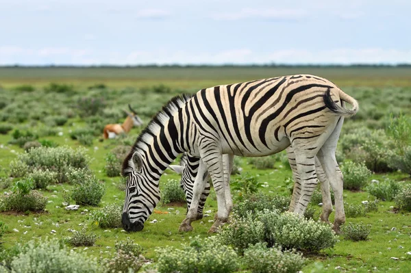 Zebry w Etosha, Namibia — Zdjęcie stockowe