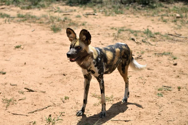 Perro salvaje africano — Foto de Stock