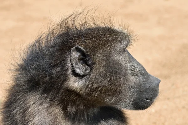 Baboon monkey portrait — Stock Photo, Image