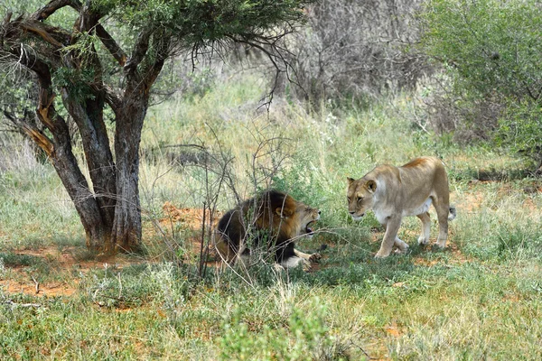 Lvi v Etosha v Namibii — Stock fotografie