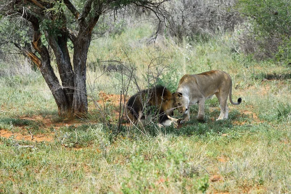 Lions i Etosha, Namibia — Stockfoto