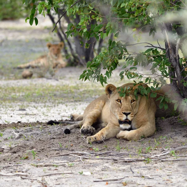 Lvice v buši, Namibie — Stock fotografie