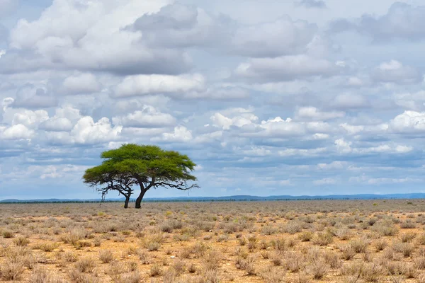 Etosha, Namibie, Afrika — Stock fotografie