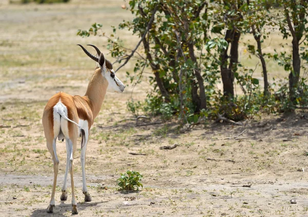 SPRINGBOCK antilop i Afrika — Stockfoto