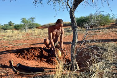 Bushmen hunter in the Kalahari desert, Namibia clipart
