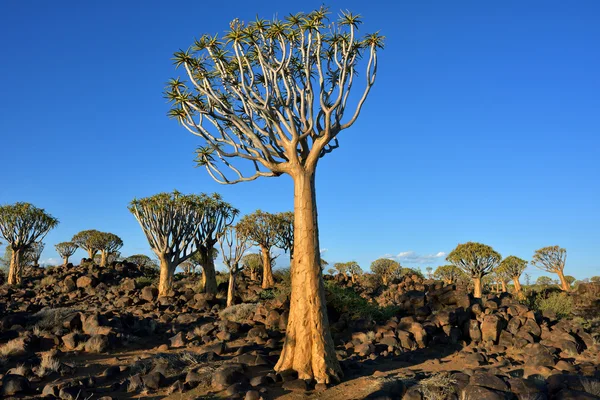 矢筒の森ナミビア — ストック写真