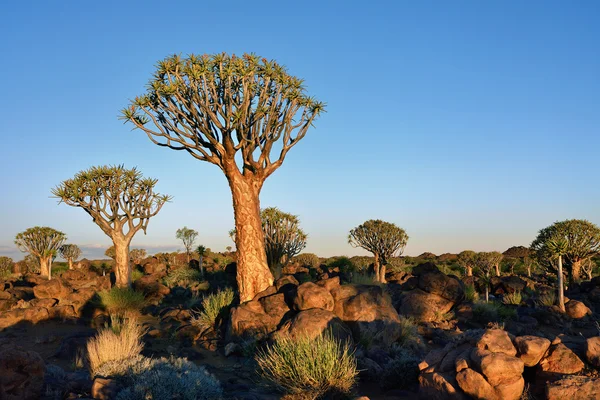 Quiver Tree Forest Namibia – stockfoto