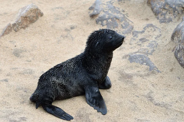 Baby cape zeebeer — Stockfoto