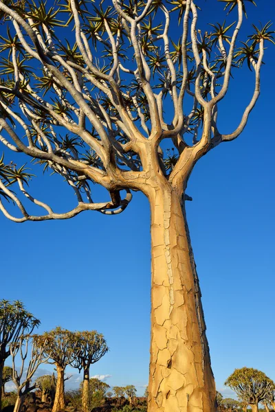 Δάσος δέντρο φαρέτρα Ναμίμπια — Φωτογραφία Αρχείου