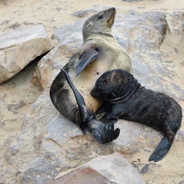Baby cape fur seal with his mother — Stock Photo, Image