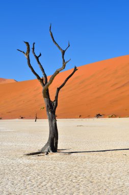 Deadvlei, Sossusvlei. Namibya
