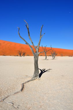 Deadvlei, Sossusvlei. Namibya