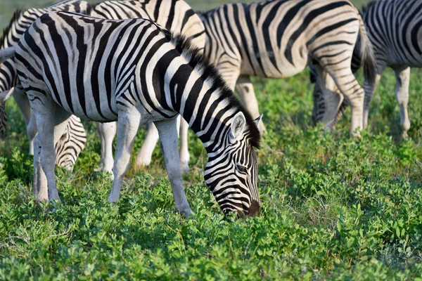 Zebras in Etoscha, Namibia — Stockfoto
