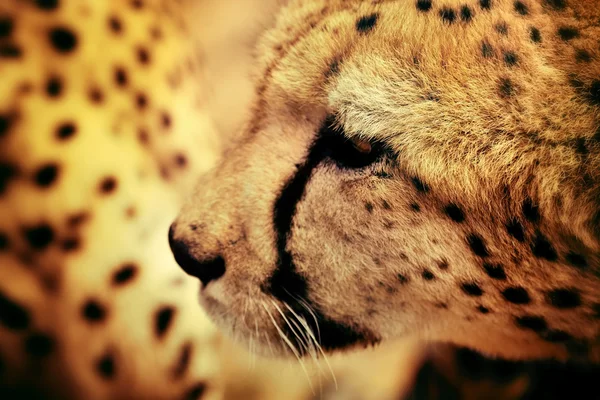 África. Namíbia. Cheetah... — Fotografia de Stock