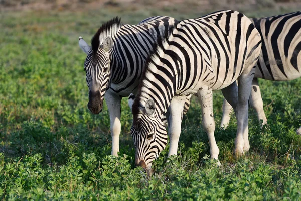 Zèbres en Etosha, Namibie — Photo