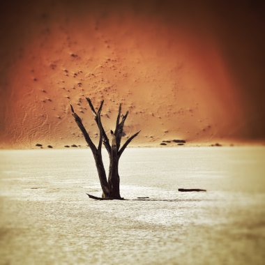 Deadvlei, Sossusvlei. Namibya, Afrika