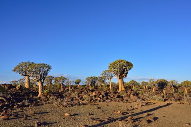 Titreme ağaç orman Namibya 