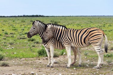 Zebra etkin, Namibia