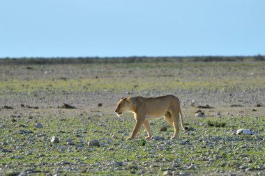 Aslan etkin, Namibia